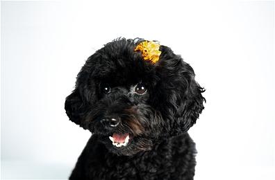 《崩坏：星穹铁道》走近星穹——「加拉赫：少喝饮料多喝水」